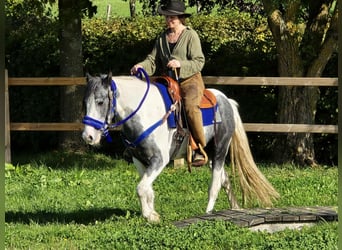 Pintos, Caballo castrado, 3 años, 149 cm, Pío