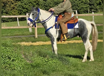 Pintos, Caballo castrado, 3 años, 149 cm, Pío