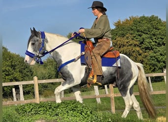 Pintos, Caballo castrado, 3 años, 149 cm, Pío