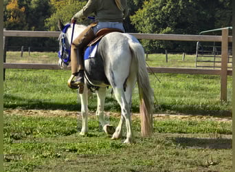 Pintos, Caballo castrado, 3 años, 149 cm, Pío