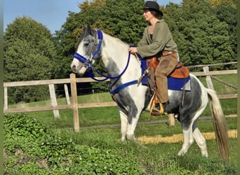 Pintos, Caballo castrado, 3 años, 149 cm, Pío