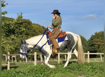 Pintos, Caballo castrado, 3 años, 149 cm, Pío
