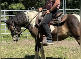 Pintos, Caballo castrado, 3 años, 149 cm, Tobiano-todas las-capas