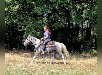 Pintos, Caballo castrado, 3 años, 150 cm, Pío