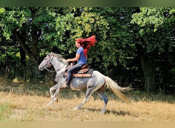 Pintos, Caballo castrado, 3 años, 150 cm, Pío