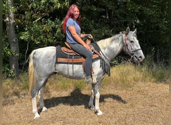 Pintos, Caballo castrado, 3 años, 150 cm, Pío