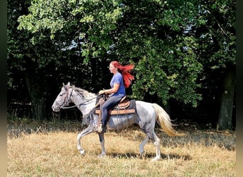 Pintos, Caballo castrado, 3 años, 150 cm, Pío