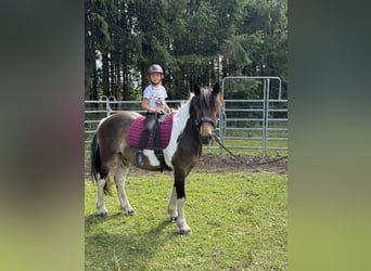 Pintos Mestizo, Caballo castrado, 3 años, 150 cm, Tobiano-todas las-capas