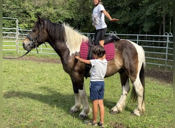 Pintos Mestizo, Caballo castrado, 3 años, 150 cm, Tobiano-todas las-capas