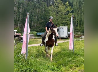 Pintos Mestizo, Caballo castrado, 3 años, 152 cm, Pío