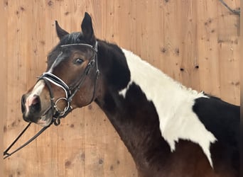 Pintos, Caballo castrado, 3 años, 154 cm, Pío