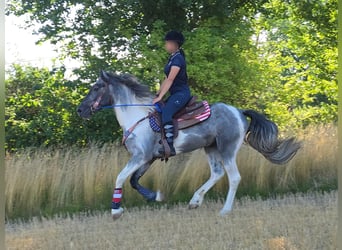 Pintos, Caballo castrado, 3 años, 154 cm, Pío