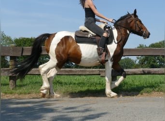 Pintos, Caballo castrado, 3 años, 154 cm, Pío