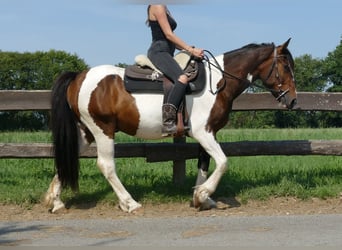 Pintos, Caballo castrado, 3 años, 154 cm, Pío