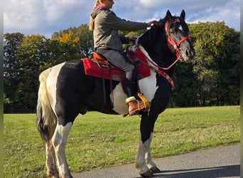 Pintos, Caballo castrado, 3 años, 155 cm, Pío