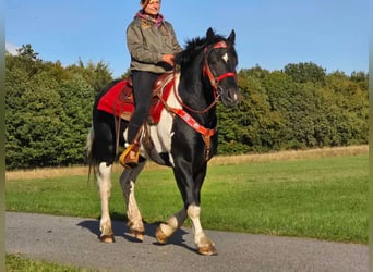 Pintos, Caballo castrado, 3 años, 155 cm, Pío