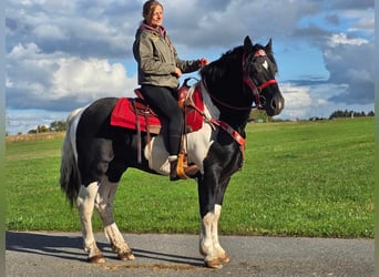 Pintos, Caballo castrado, 3 años, 155 cm, Pío