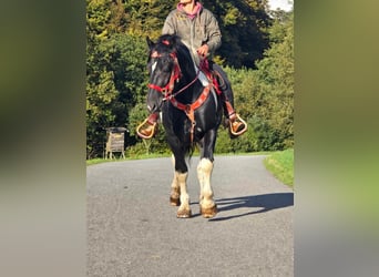 Pintos, Caballo castrado, 3 años, 155 cm, Pío