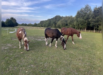 Pintos, Caballo castrado, 3 años, 155 cm, Pío