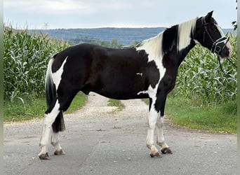 Pintos Mestizo, Caballo castrado, 3 años, 155 cm, Pío