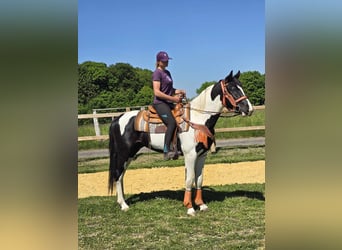 Pintos, Caballo castrado, 3 años