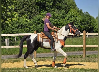Pintos, Caballo castrado, 3 años