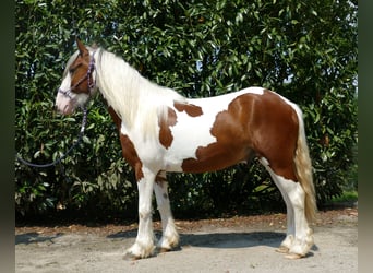 Pintos, Caballo castrado, 4 años, 139 cm, Pío