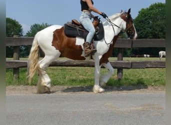 Pintos, Caballo castrado, 4 años, 139 cm, Pío