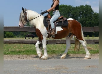 Pintos, Caballo castrado, 4 años, 139 cm, Pío