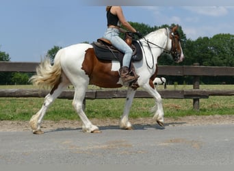 Pintos, Caballo castrado, 4 años, 139 cm, Pío