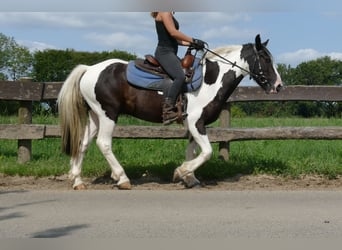 Pintos, Caballo castrado, 4 años, 141 cm, Pío