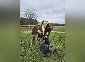 Pintos, Caballo castrado, 4 años, 143 cm, Pío