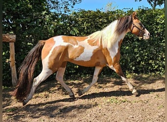 Pintos, Caballo castrado, 4 años, 146 cm, Pío