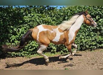 Pintos, Caballo castrado, 4 años, 146 cm, Pío