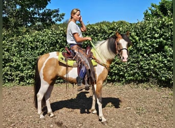 Pintos, Caballo castrado, 4 años, 146 cm, Pío