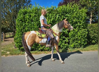 Pintos, Caballo castrado, 4 años, 146 cm, Pío