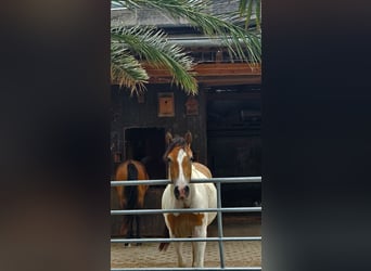 Pintos Mestizo, Caballo castrado, 4 años, 150 cm, Pío