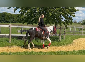 Pintos, Caballo castrado, 4 años, 152 cm, Pío