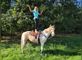 Pintos, Caballo castrado, 4 años, 154 cm, Pío