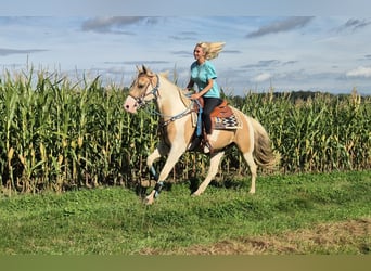 Pintos, Caballo castrado, 4 años, 154 cm, Pío