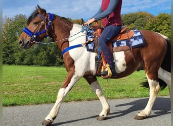 Pintos, Caballo castrado, 4 años, 154 cm, Pío