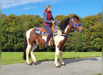 Pintos, Caballo castrado, 4 años, 154 cm, Pío