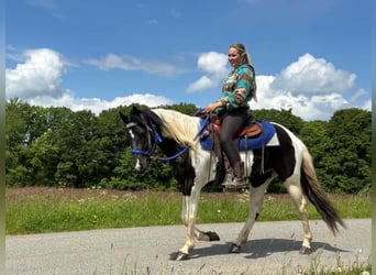Pintos, Caballo castrado, 4 años, 154 cm, Pío