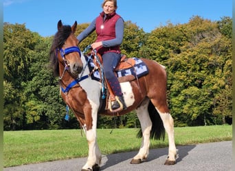 Pintos, Caballo castrado, 4 años, 154 cm, Pío