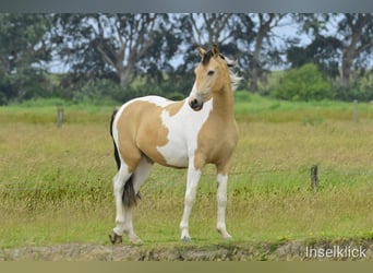 Pintos, Caballo castrado, 4 años, 155 cm, Pío