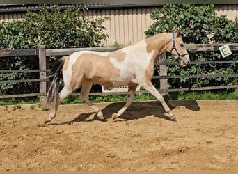 Pintos, Caballo castrado, 4 años, 155 cm, Pío