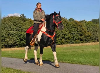 Pintos, Caballo castrado, 4 años, 155 cm, Pío