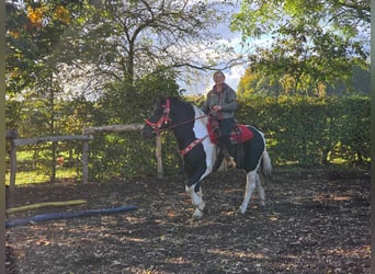 Pintos, Caballo castrado, 4 años, 155 cm, Pío