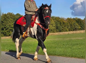 Pintos, Caballo castrado, 4 años, 155 cm, Pío