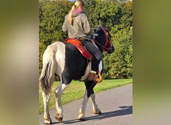 Pintos, Caballo castrado, 4 años, 155 cm, Pío